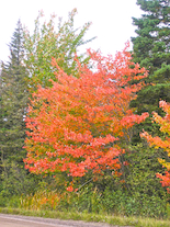 A red tree in Upper Southwest Mabou