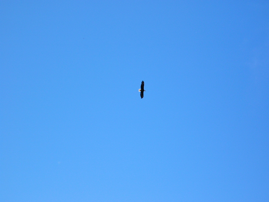 Eagle soaring above the Mabou River