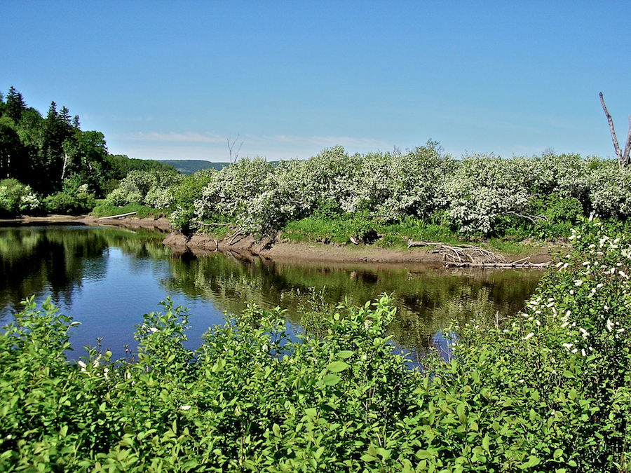 Trees flowering along the Southwest Mabou River