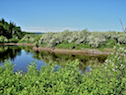 Trees flowering along the Southwest Mabou River
