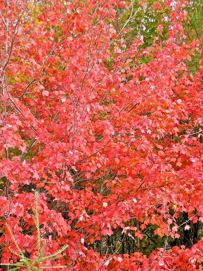 Red tree on the Whycocomagh Road