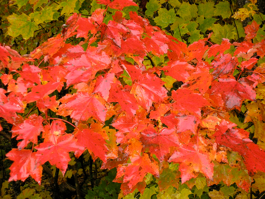 Maple leaves along the Glencoe Road