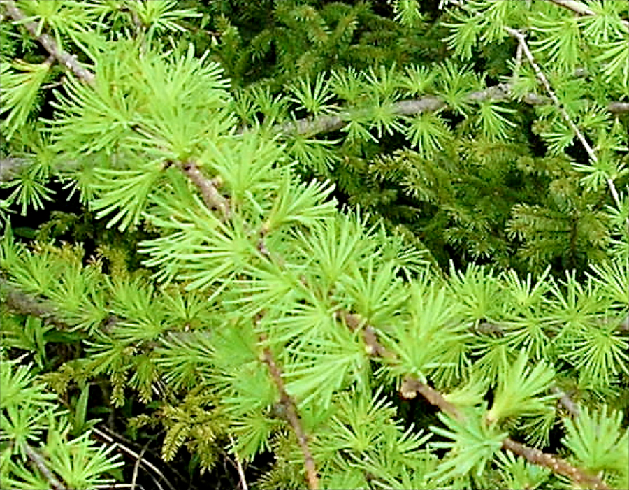 Detail of Tamarack Needles