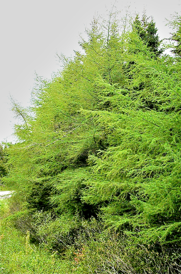 Tamaracks along Highway 327