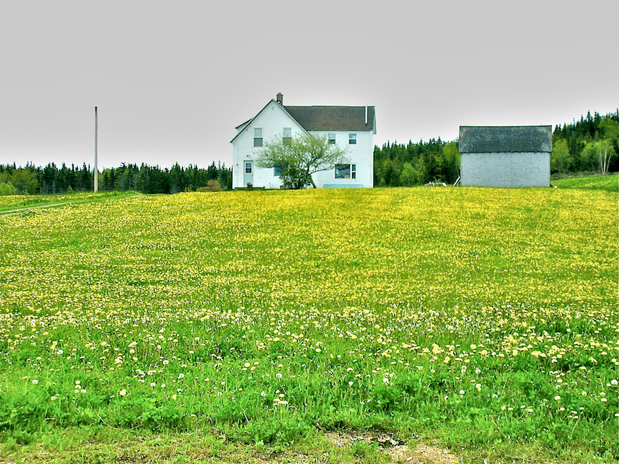 Dandelion lawn along Highway 327