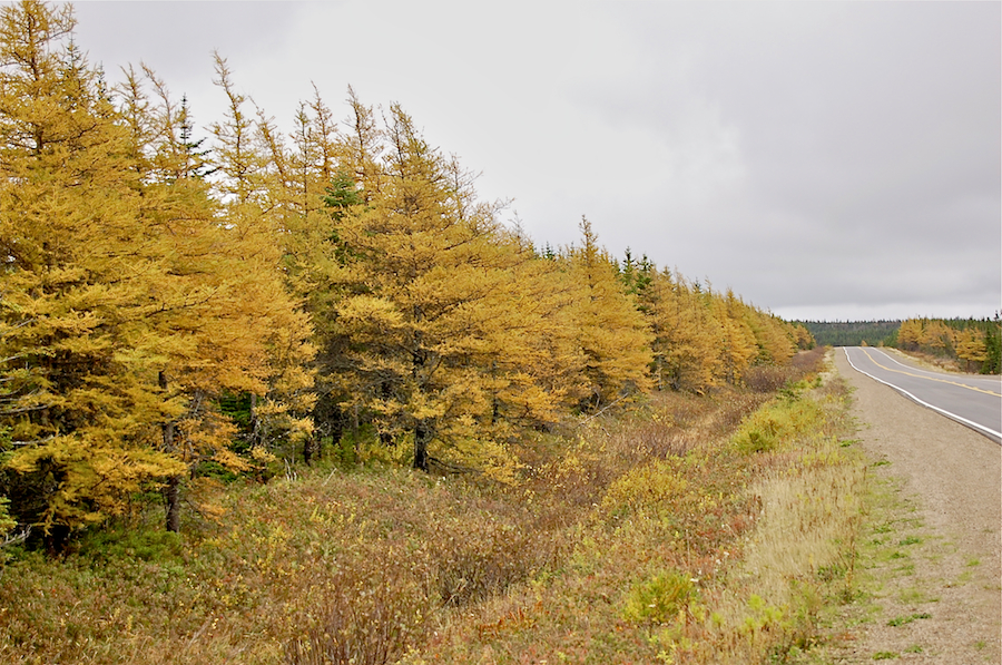 Golden tamaracks on French Mountain