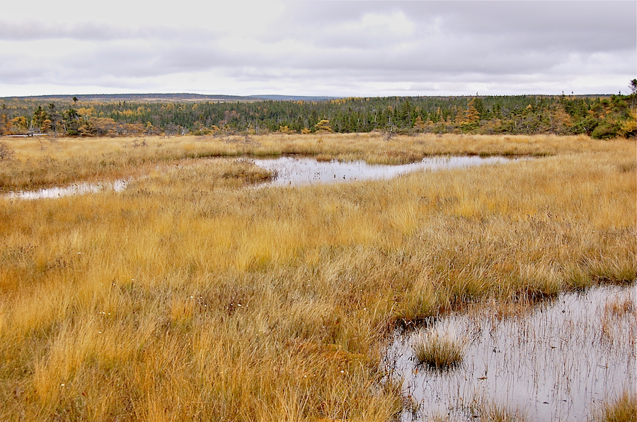 The Bog and the Cape Breton Highlands Plateau