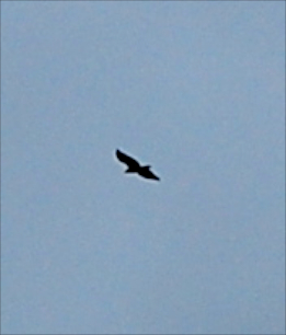 Eagle above The Bog
