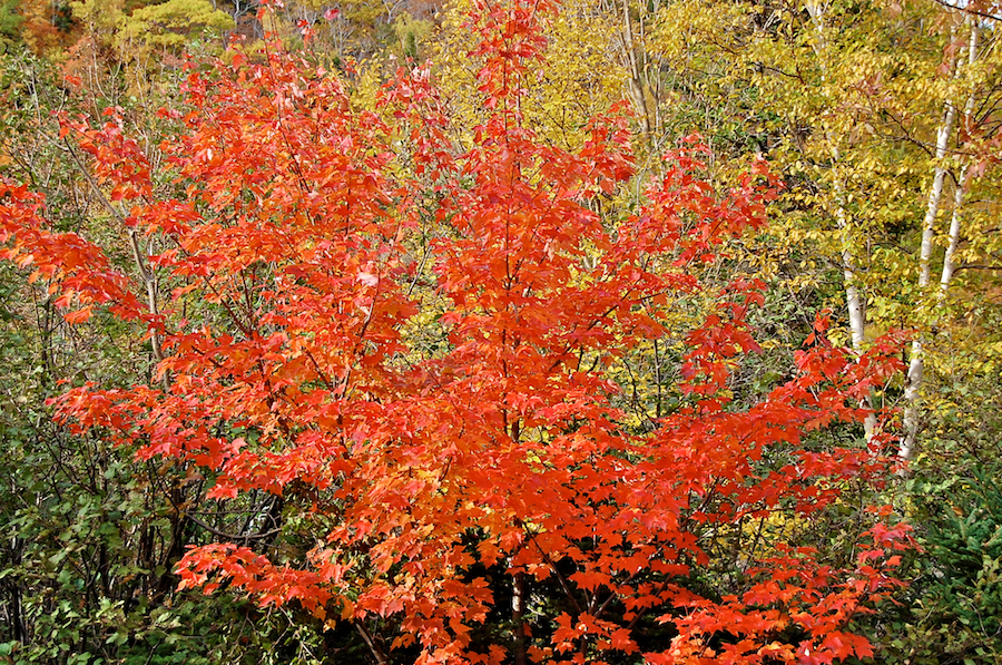 Red tree near the Chéticamp Campground