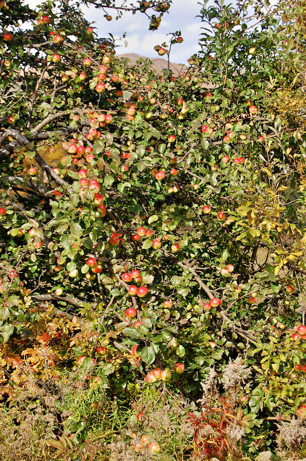 Apple tree in Northeast Mabou
