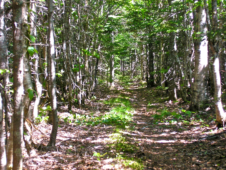 MacEachen Trail View