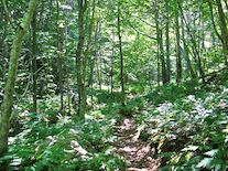 Along the Trap à Mhathain (Bear Trap) Trail