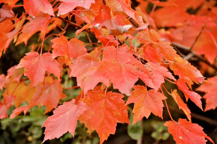 Red Leaves on the Glencoe Road