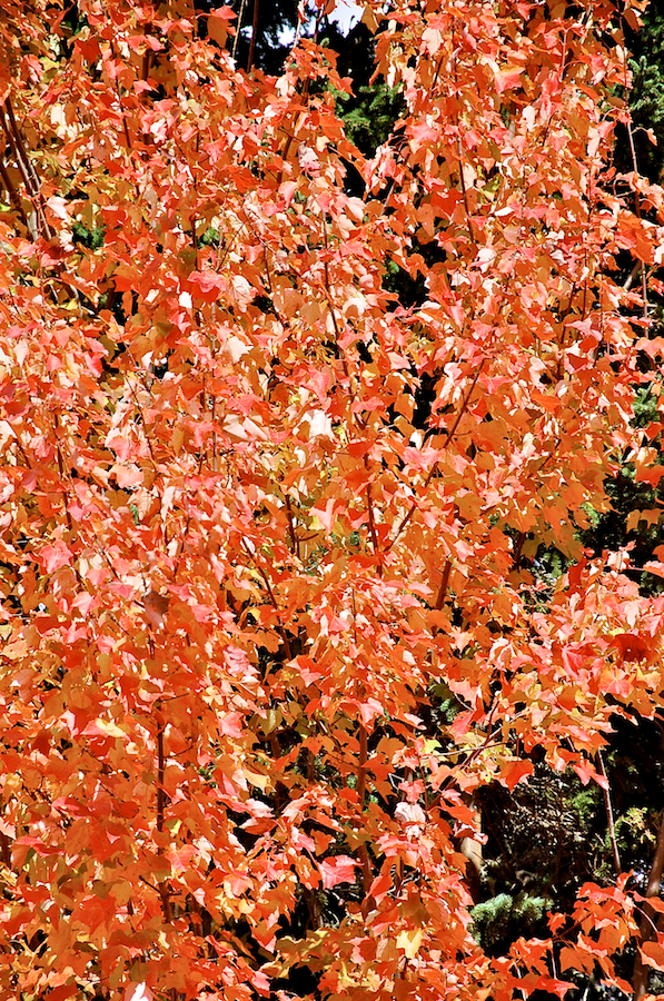 Red leaves on the Old Mull River Road