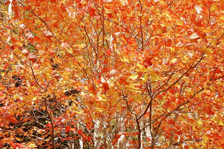 Red leaves on the Mull River Road