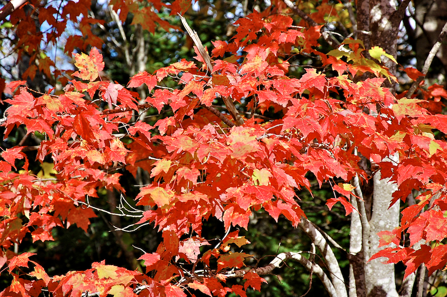 Red leaves on the Old Mull River Road