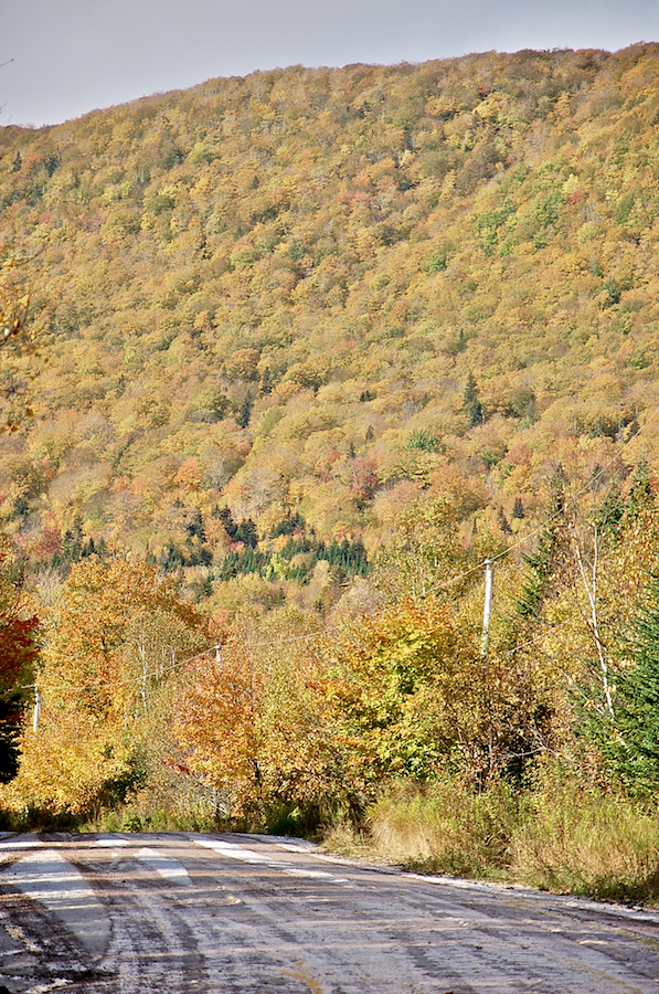 Hillside at Marsh Brook