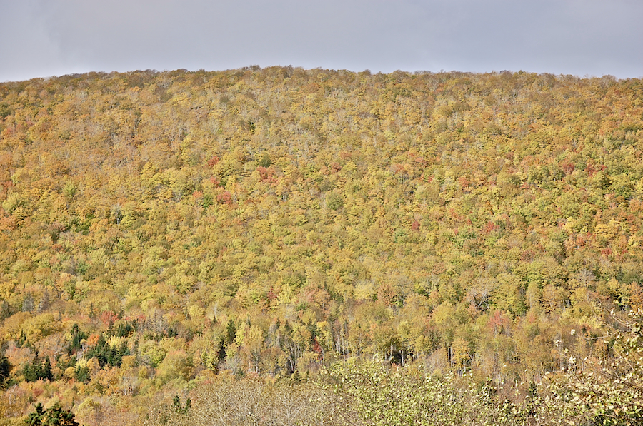 Hillside at Marsh Brook