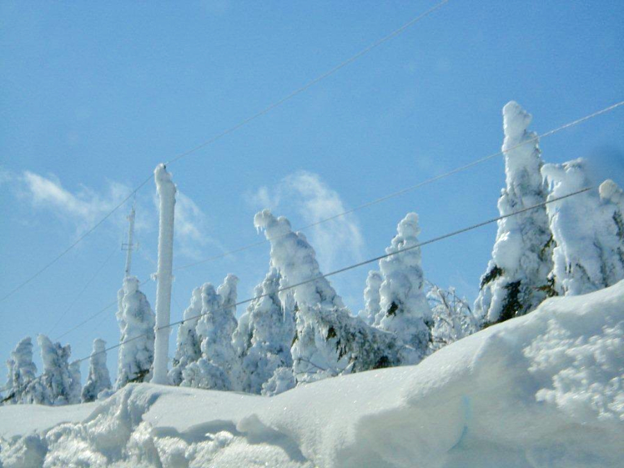 Snow-shrouded trees on MacKenzies Mountain