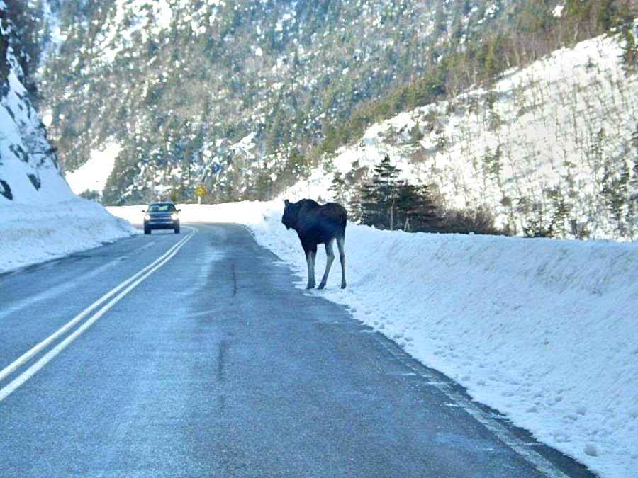Young moose in the Cabot Trail near Skyline on French Mountain