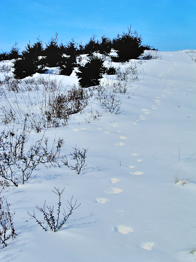 Fox Tracks on Mabou Harbour Mountain