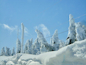 Snow-shrouded trees on MacKenzies Mountain