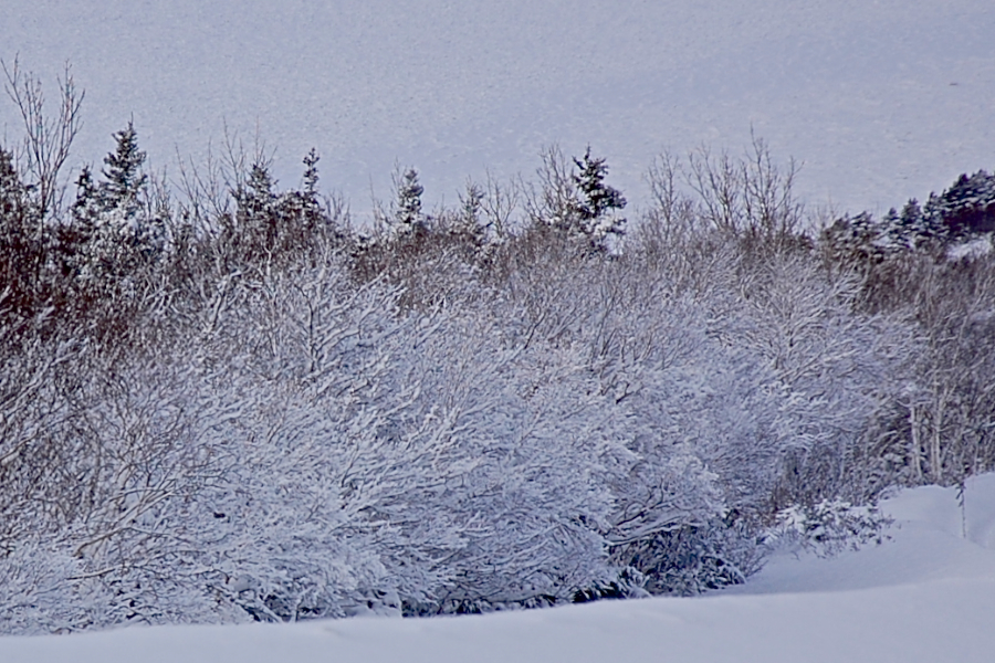 Snow- and ice-covered trees along the Cabot Trail