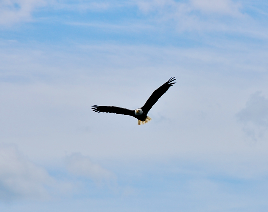 Eagle approaching the boat
