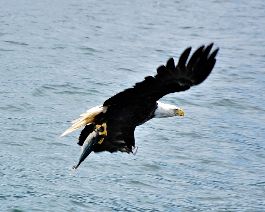 Eagle catching a tossed Mackerel