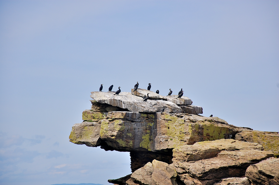 Cormorants on the southwestern end of Ciboux Island