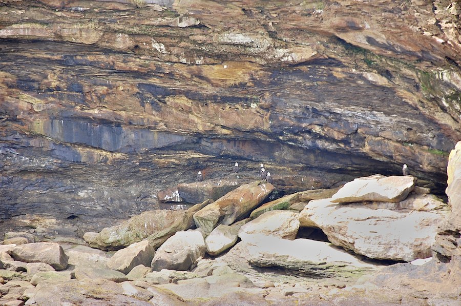 Eagles sheltering in a cave on Ciboux Island