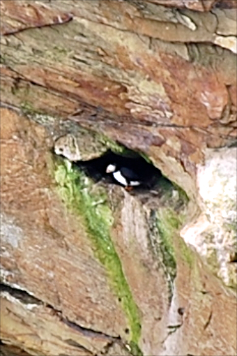 Detail of a puffin nest