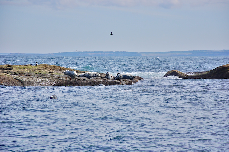 Seals off the northeastern end of Ciboux Island