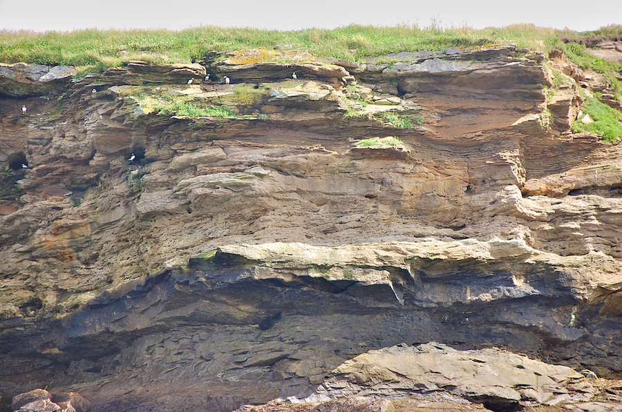 Nesting puffins along the cliff