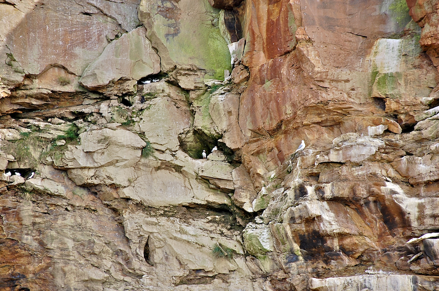 Birds on Hertford Island