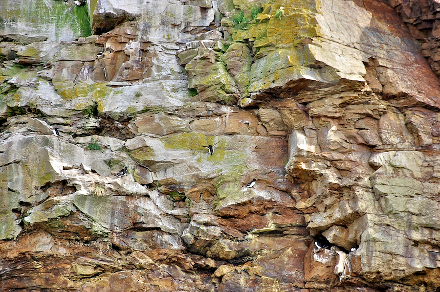 More resident birds on Hertford Island