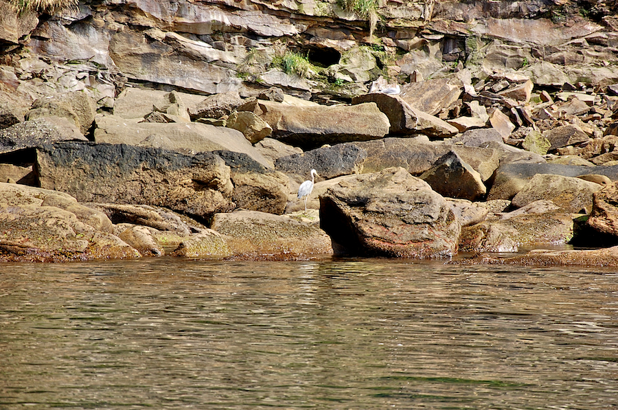 Blue heron on Hertford Island