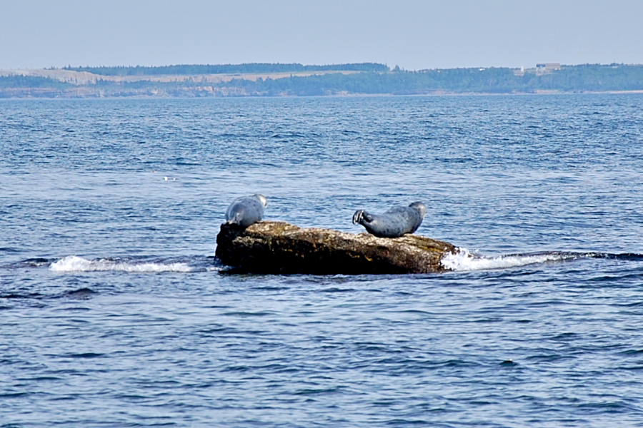 Seals off the southwestern tip of Hertford Island