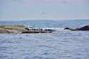 Seals off the northeastern end of Ciboux Island