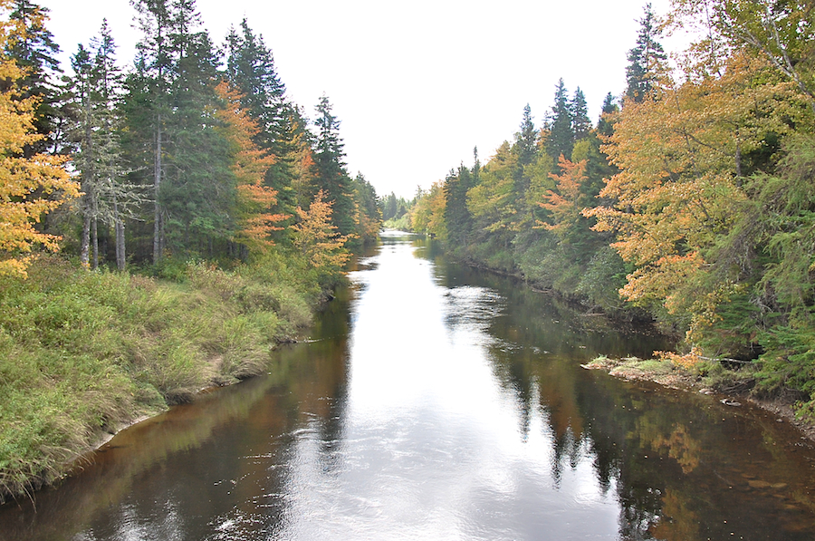 River Inhabitants at the bridge on Cenotaph Road near Glenora