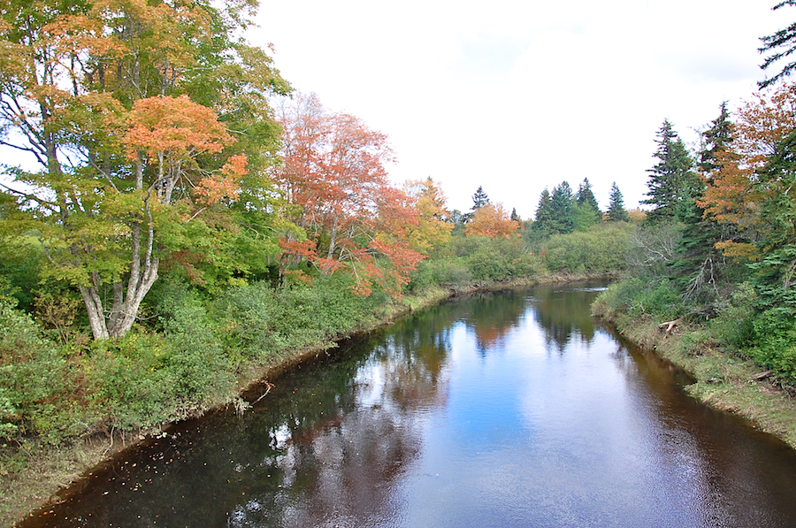 River Inhabitants at the bridge on Cenotaph Road near Glenora