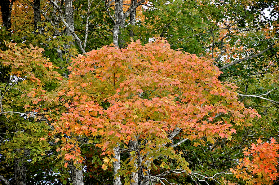 Detail of tree