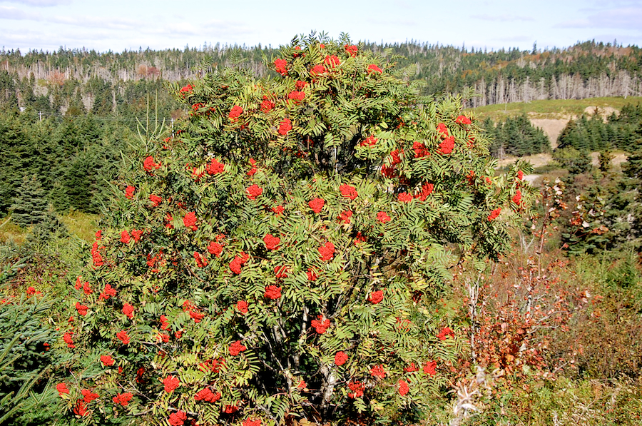 Mountain Ash Tree