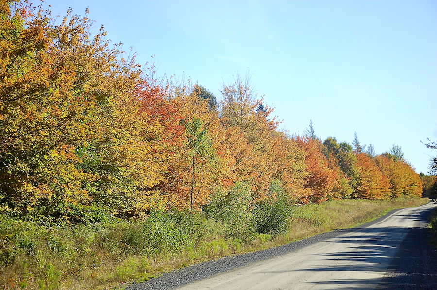 Changing Trees along the Upper Southwest Mabou Road