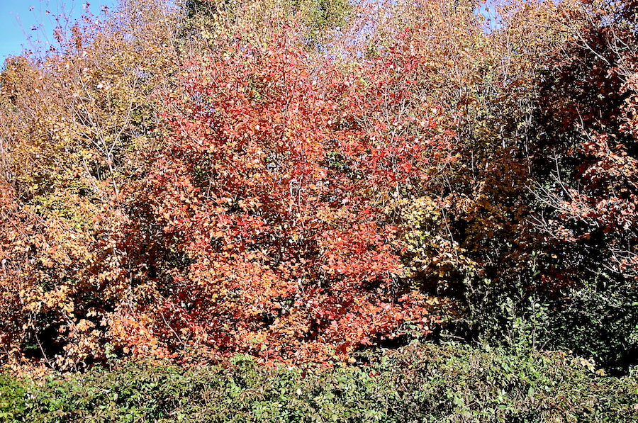 Red/Yellow Tree along the Upper Southwest Mabou Road