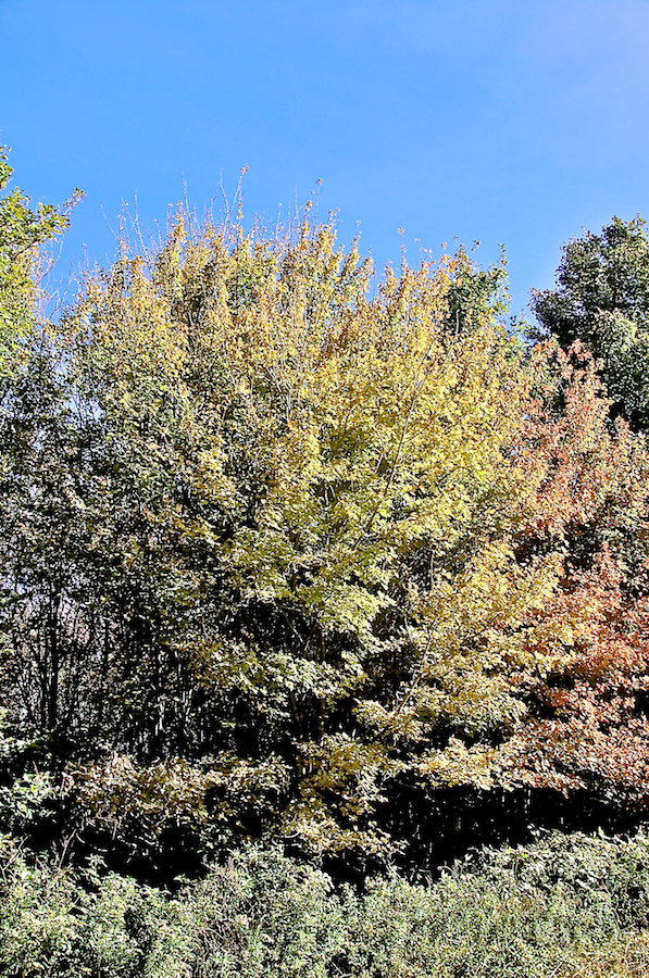 Yellow Tree along the Upper Southwest Mabou Road