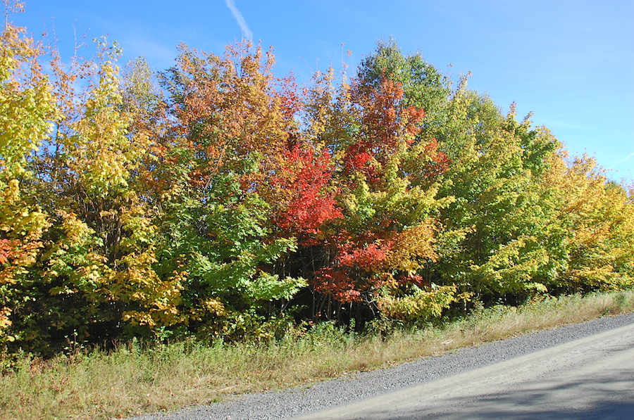 Changing Trees along the Upper Southwest Mabou Road