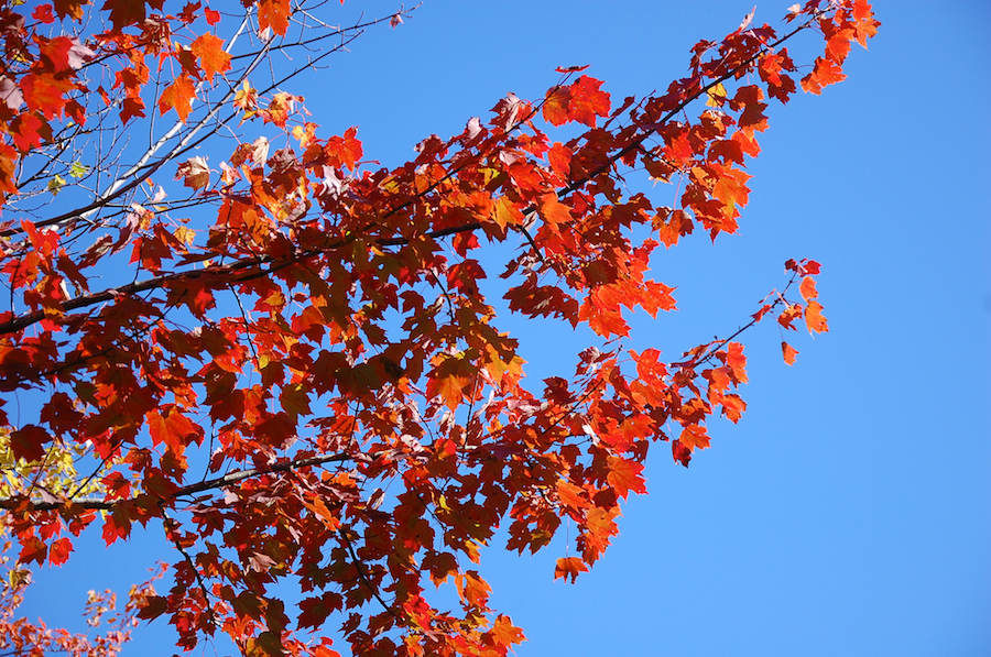 Red Tree against a Blue Sky on the MacKinnon Road
