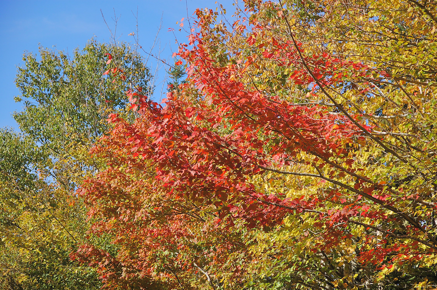 Changing Colours on the MacKinnon Road
