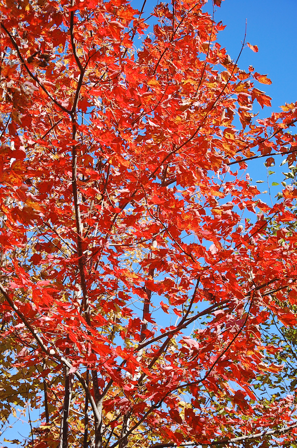 Red Tree on the MacKinnon Road